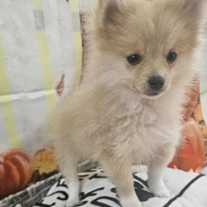 Female Pomeranian Puppy for Sale in Monroeville, PA