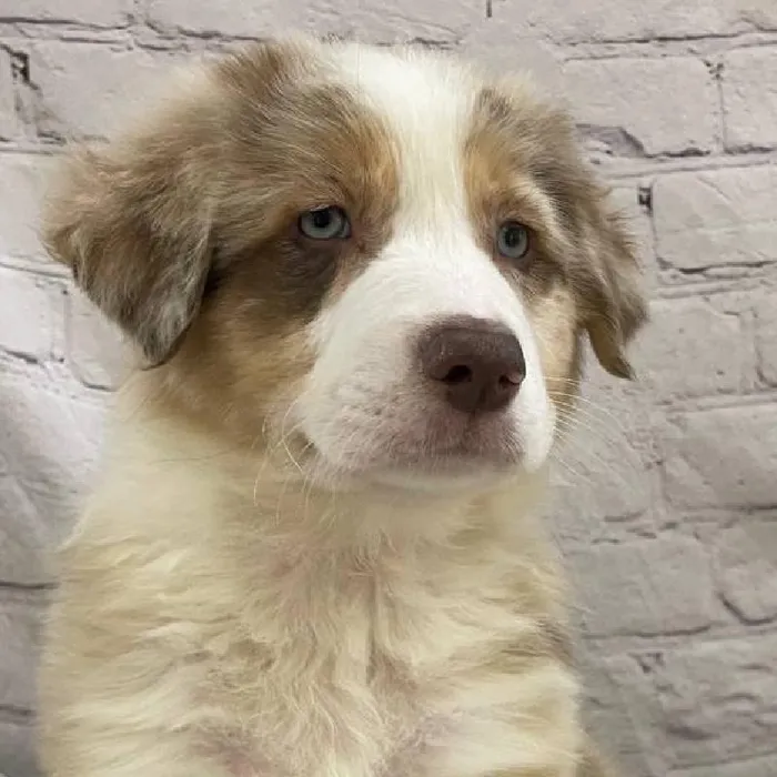 Male Australian Shepherd Puppy for Sale in Monroeville, PA
