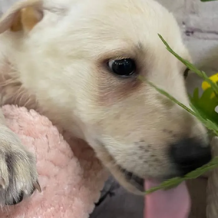 Female German Shepherd Puppy for Sale in Monroeville, PA