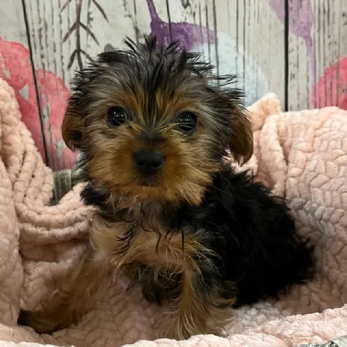 Female Yorkie Puppy for Sale in Monroeville, PA