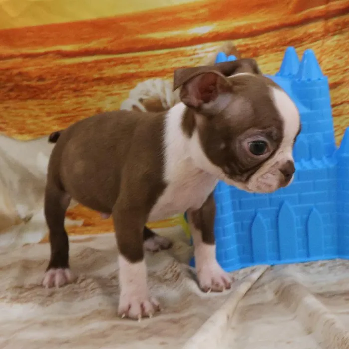 Male Boston Terrier Puppy for Sale in Monroeville, PA
