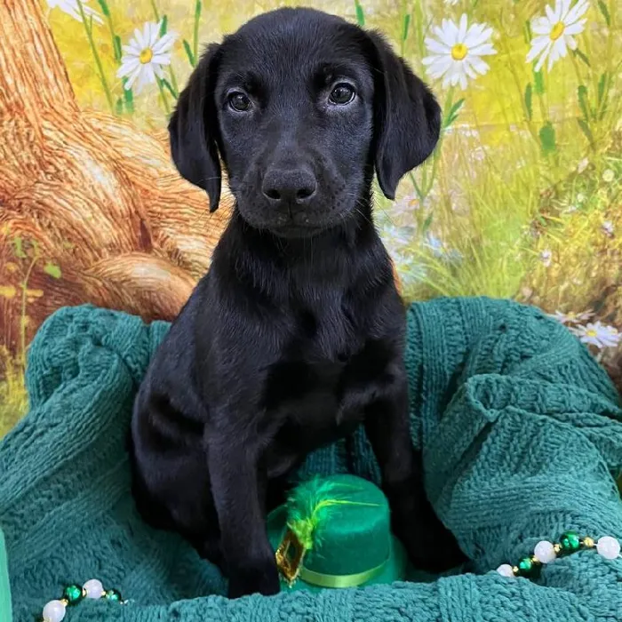 Female Labrador Retriever Puppy for Sale in Monroeville, PA