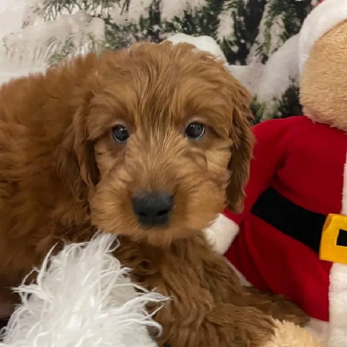 Male Mini Goldendoodle 2nd Gen. Puppy for Sale in Monroeville, PA