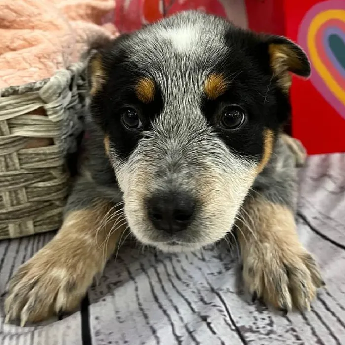 Female Australian Cattle Dog Puppy for Sale in Monroeville, PA