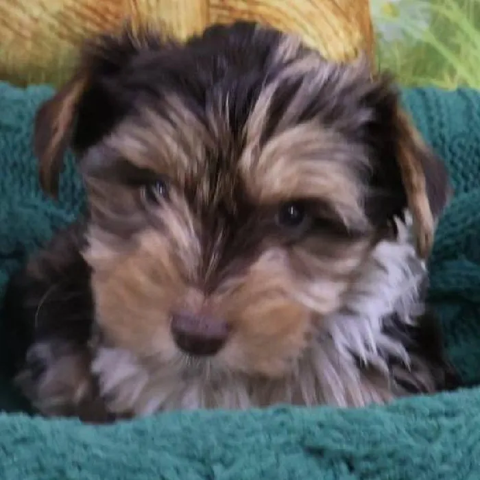 Male Yorkie Puppy for Sale in Monroeville, PA