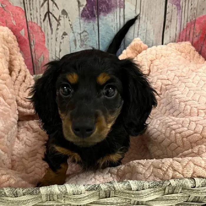Female Dachshund Puppy for Sale in Monroeville, PA