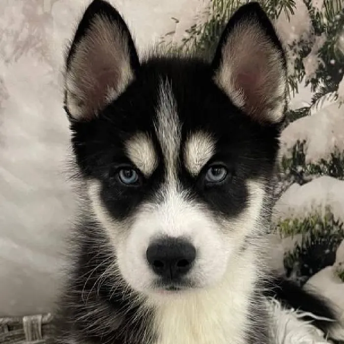 Male Siberian Husky Puppy for Sale in Monroeville, PA