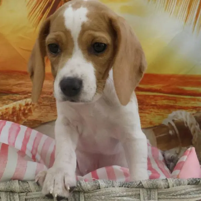 Female Beagle Puppy for Sale in Monroeville, PA
