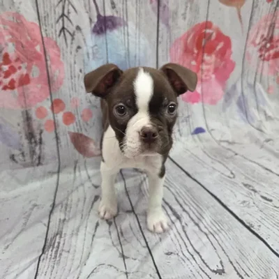 Male Boston Terrier Puppy for Sale in Monroeville, PA