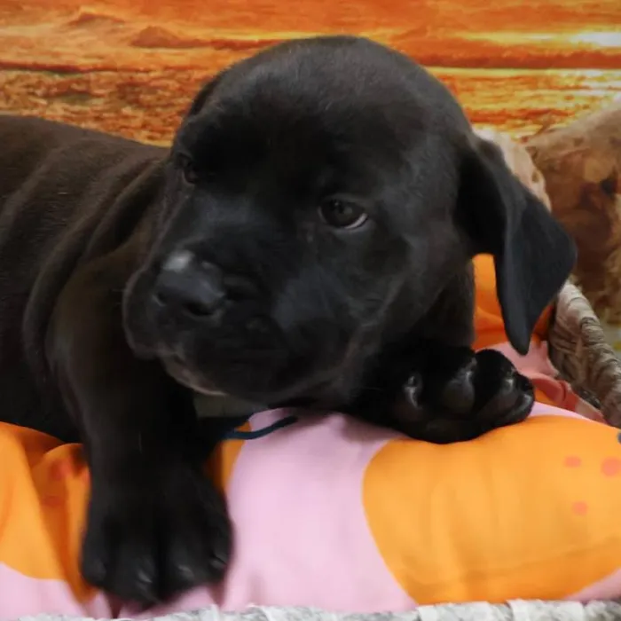 Male Cane Corso puppy named Ezekiel for sale at Petland Monroeville.