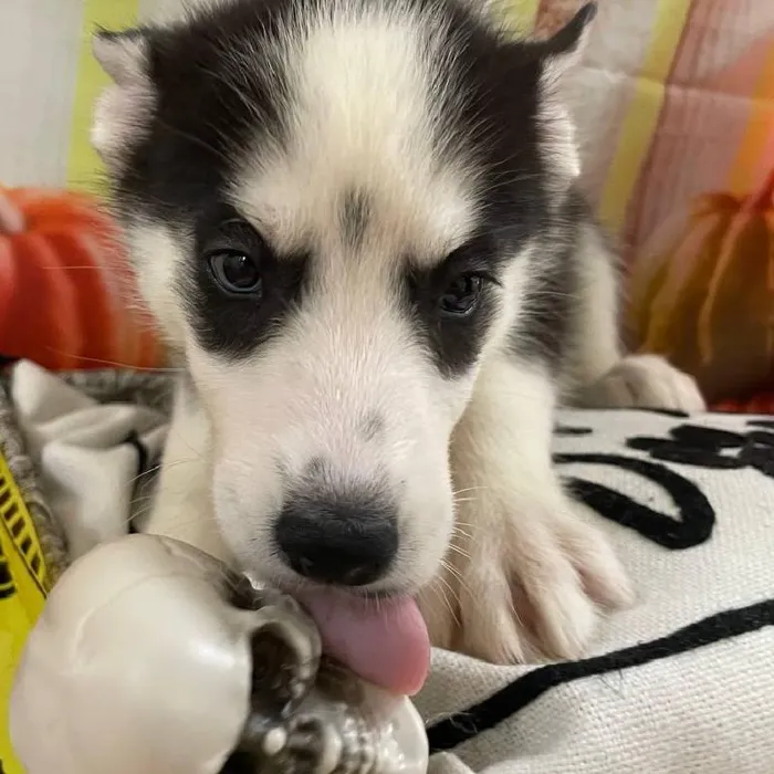 Female Siberian Husky Puppy for Sale in Monroeville, PA