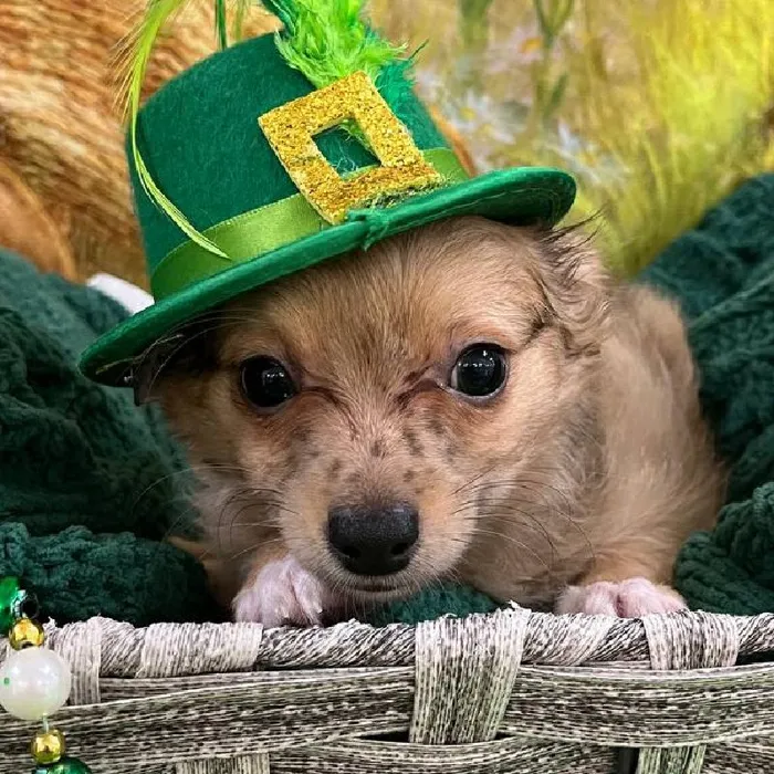 Male Chihuahua Puppy for Sale in Monroeville, PA