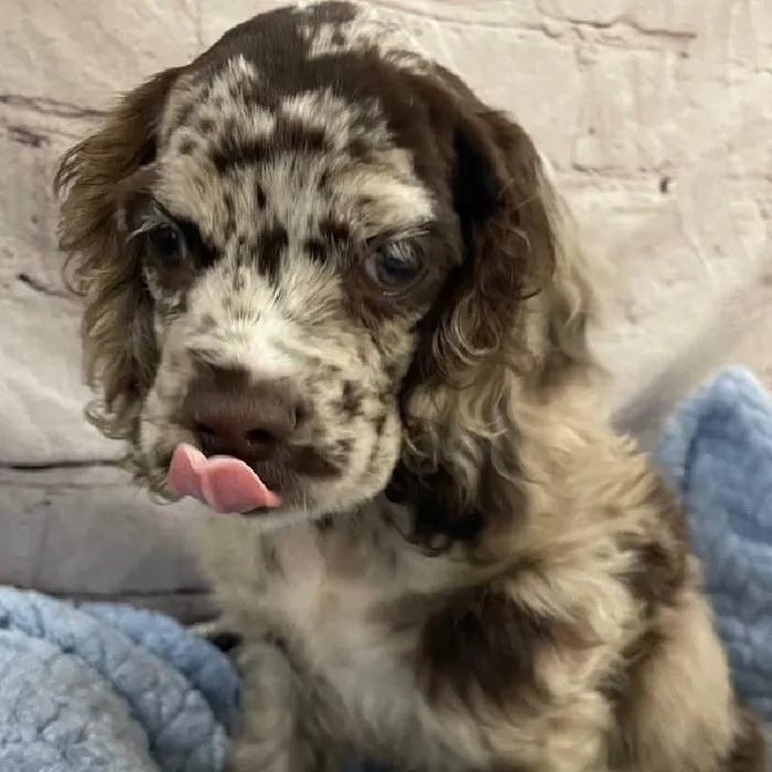 Male Cocker Spaniel Puppy for Sale in Monroeville, PA