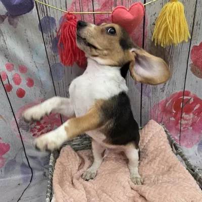 Male Beagle Puppy for Sale in Monroeville, PA