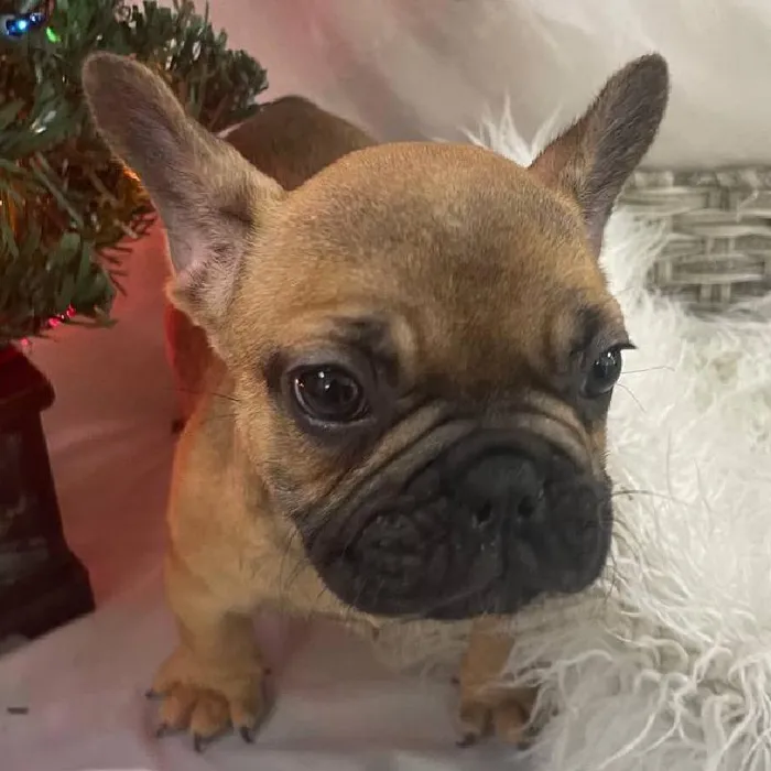Male French Bulldog Puppy for Sale in Monroeville, PA