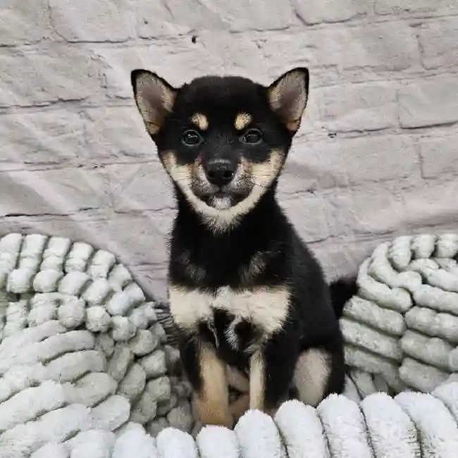 Female Shiba Inu Puppy for Sale in Monroeville, PA
