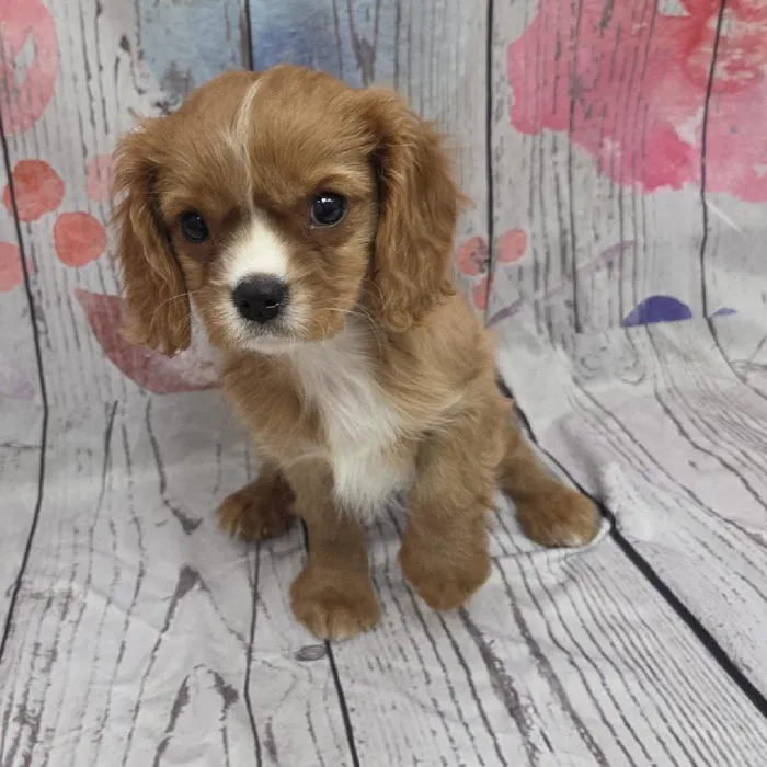 Male Cavalier King Charles Spaniel Puppy for Sale in Monroeville, PA