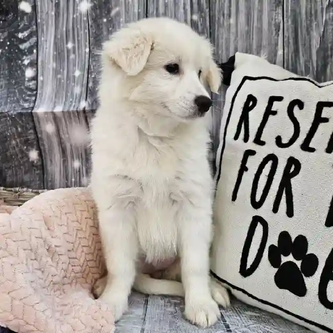 Female American Eskimo Puppy for Sale in Monroeville, PA