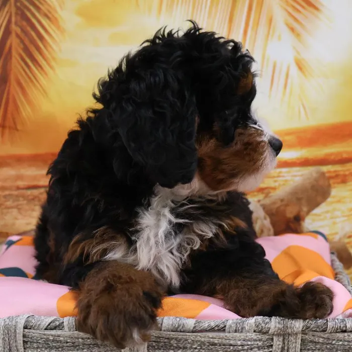 Female Mini Bernadoodle Puppy for Sale in Monroeville, PA