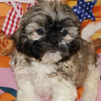 Male Shih Tzu puppy named Gizmo for sale at Petland Monroeville.