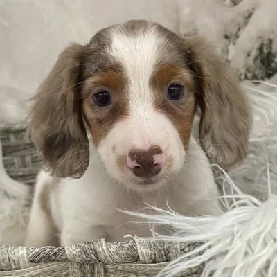 Male Dachshund Puppy for Sale in Monroeville, PA