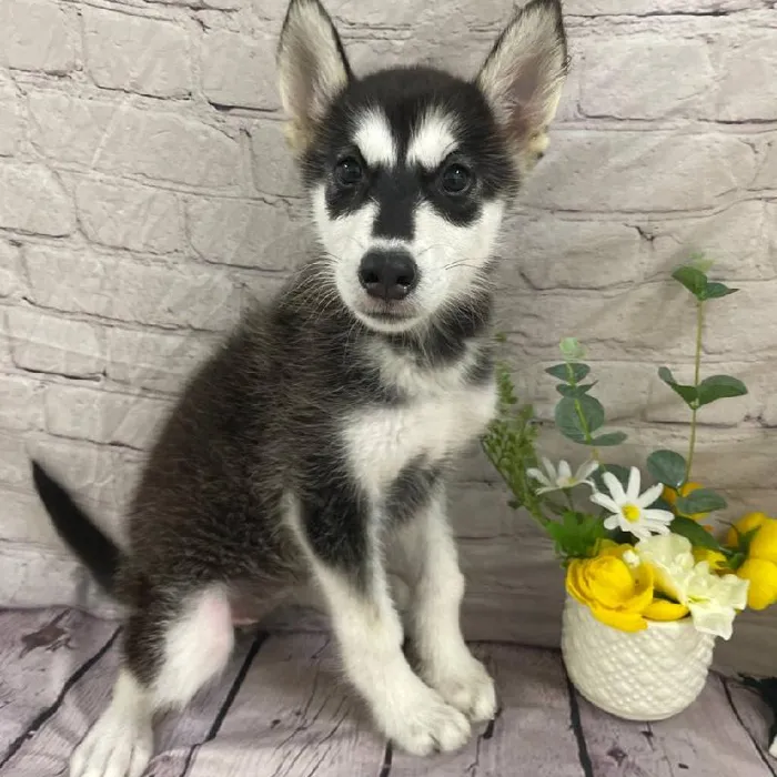 Female Alaskan Malamute Puppy for Sale in Monroeville, PA