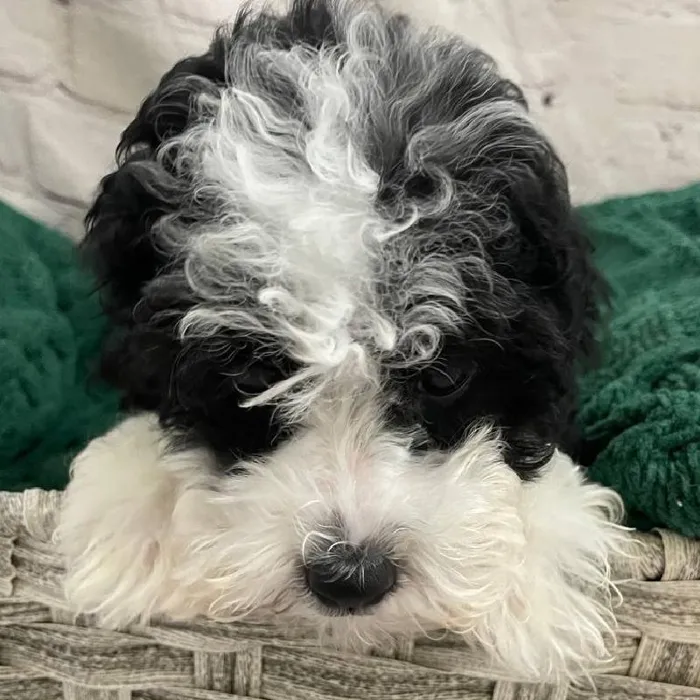 Male Mini Poodle Puppy for Sale in Monroeville, PA