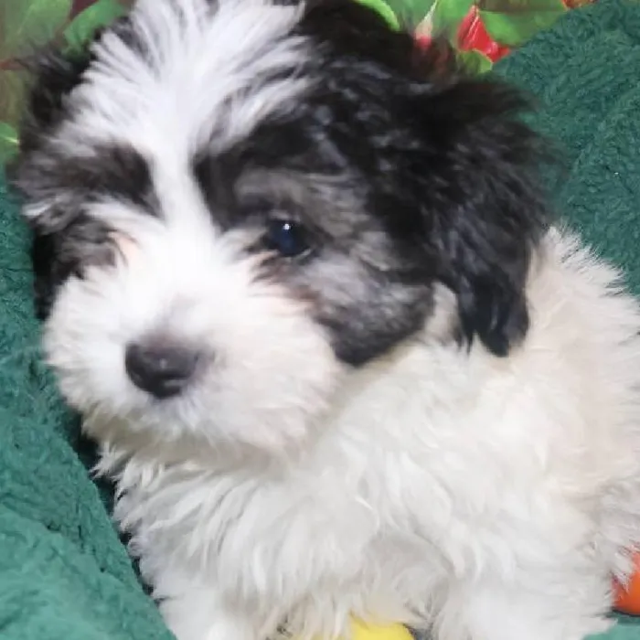 Male Teddy Bear Puppy for Sale in Monroeville, PA