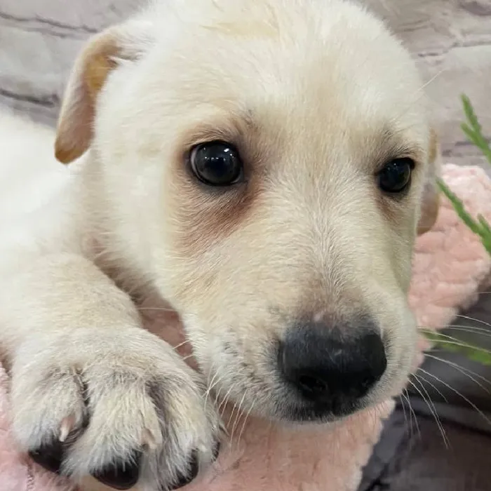 Female German Shepherd Puppy for Sale in Monroeville, PA