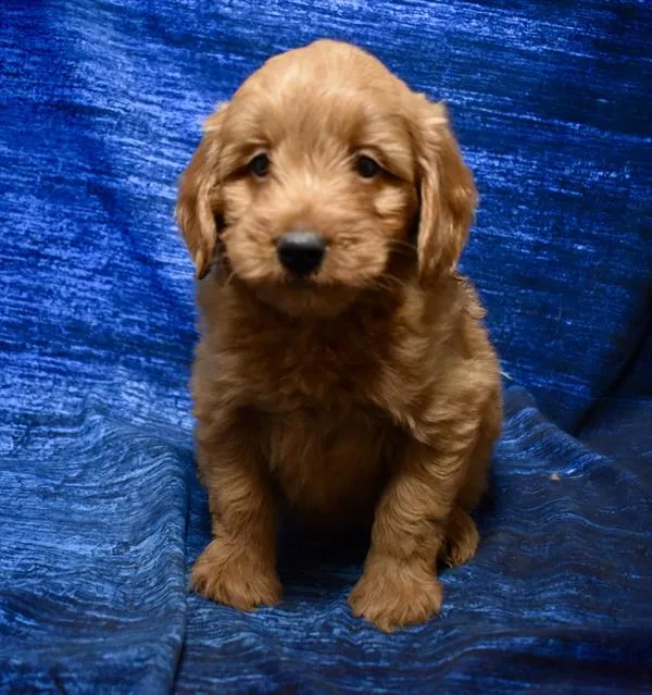Male Mini Goldendoodle puppy named Tony for sale at Petland Monroeville.