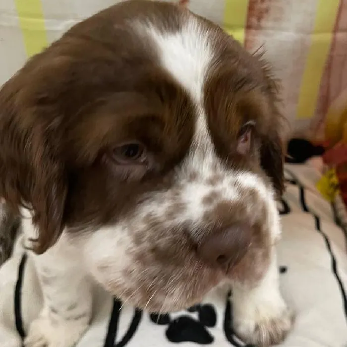 Male Mini Hippo Puppy for Sale in Monroeville, PA