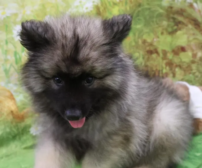 Male Keeshond puppy named David for sale at Petland Monroeville.