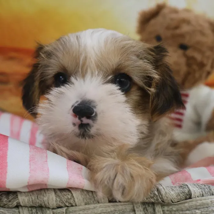 Male Morkie Puppy for Sale in Monroeville, PA