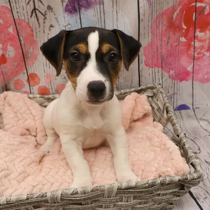 Male Jack Russell Terrier Puppy for Sale in Monroeville, PA