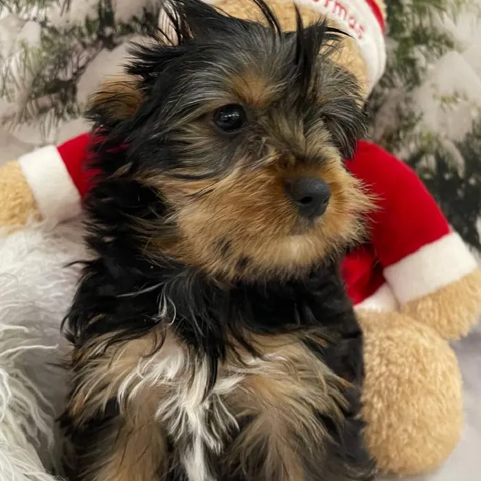 Female Yorkie Puppy for Sale in Monroeville, PA
