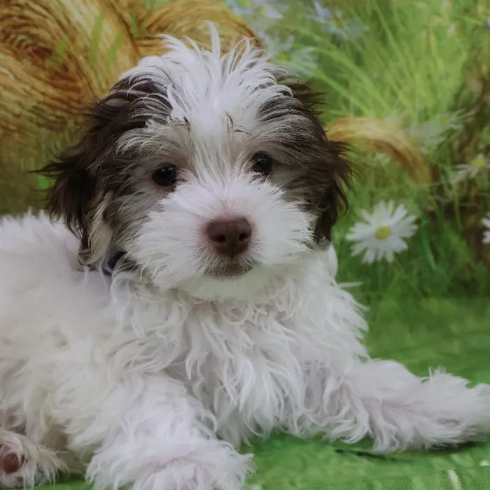 Male Havanese puppy named Michael for sale at Petland Monroeville.