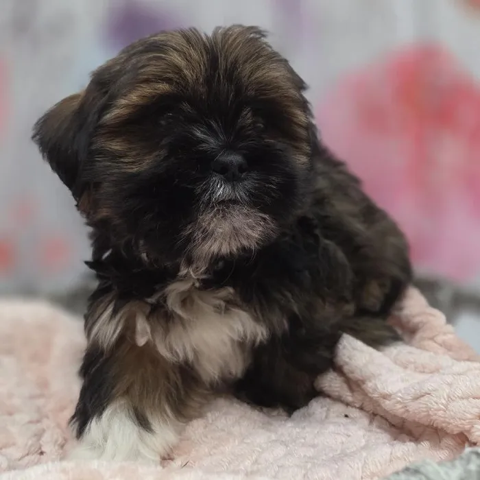Male Lhasa Apso Puppy for Sale in Monroeville, PA