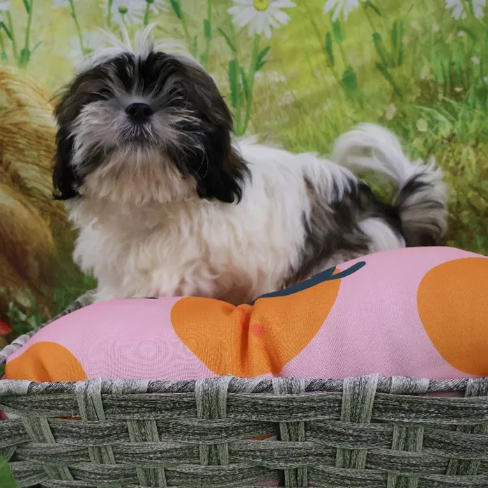 Male Shih Tzu puppy named Kai for sale at Petland Monroeville.