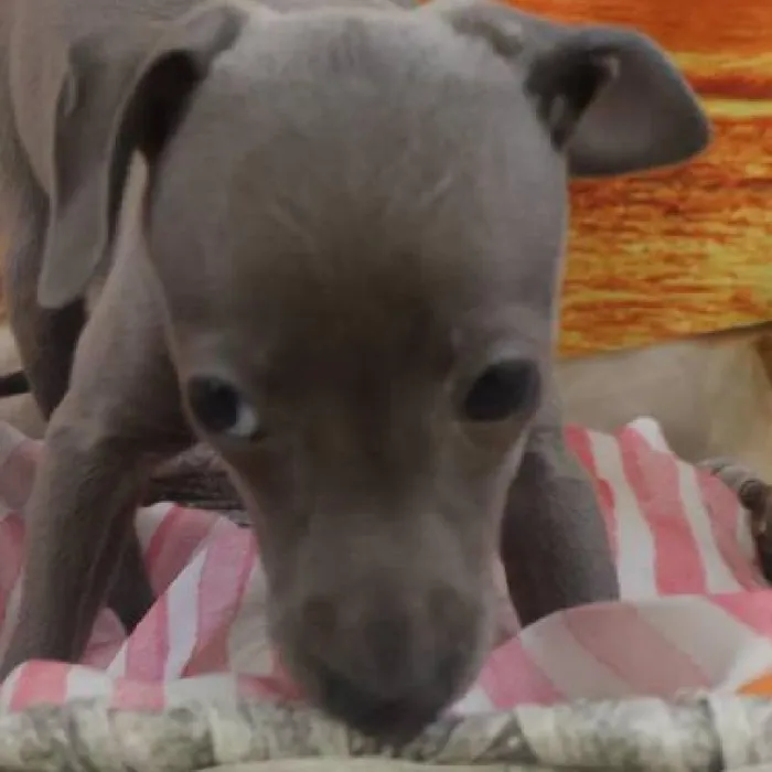 Female Italian Greyhound Puppy for Sale in Monroeville, PA