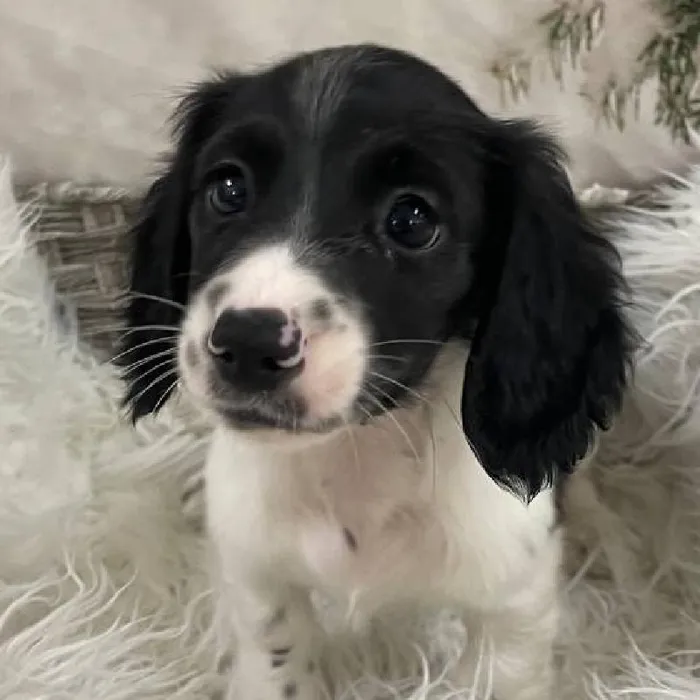 Male Dachshund Puppy for Sale in Monroeville, PA