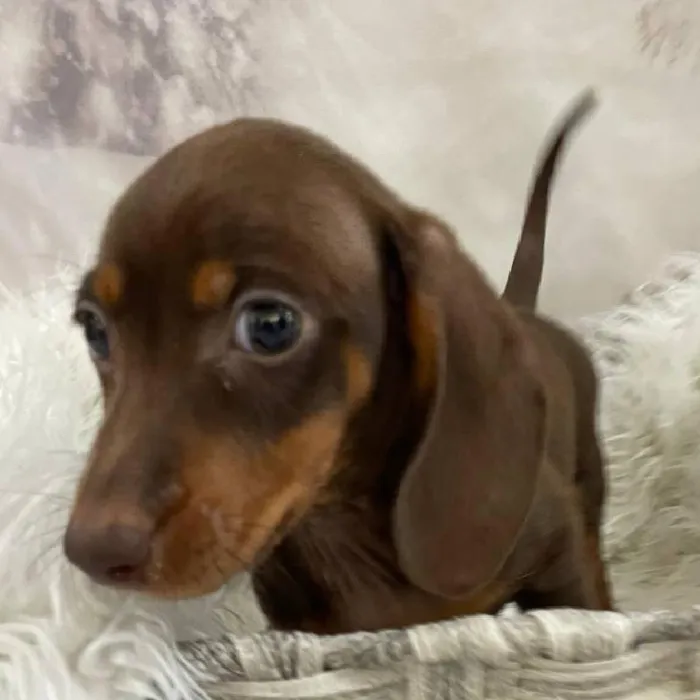 Male Dachshund Puppy for Sale in Monroeville, PA