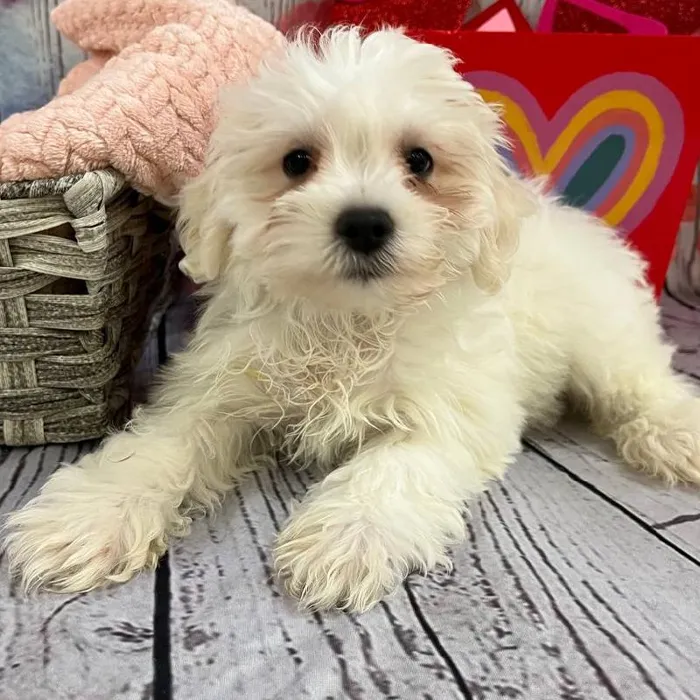 Female Mini Schnauzer Puppy for Sale in Monroeville, PA