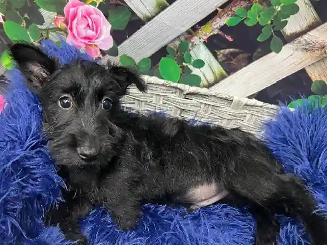 Male Scottish Terrier Puppy for Sale in Pittsburgh, PA