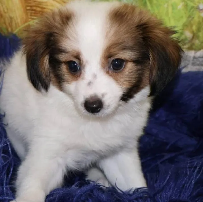 Male Papillon puppy named Jesse for sale at Petland Monroeville.