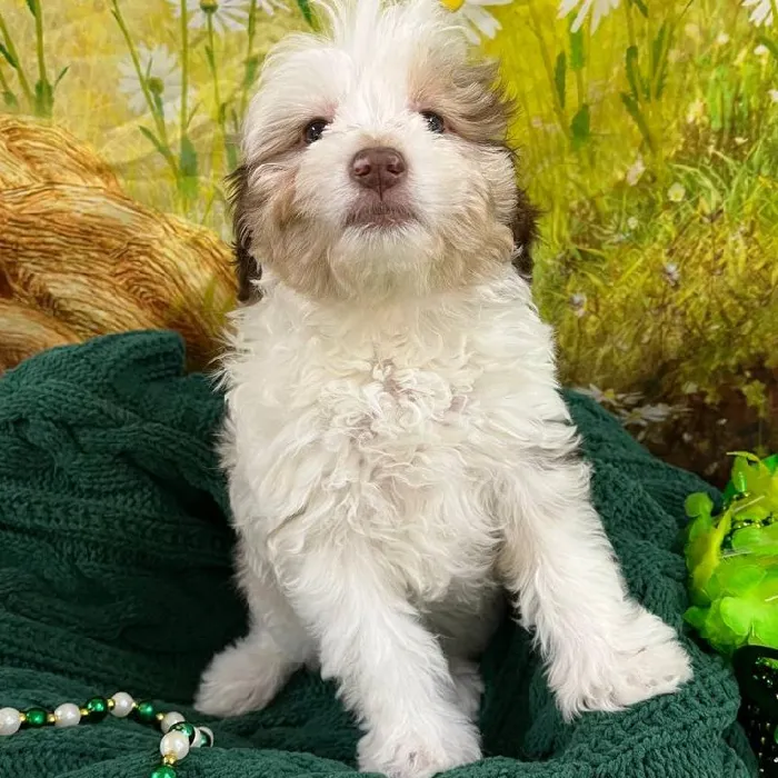 Female Mini Aussiedoodle Puppy for Sale in Monroeville, PA