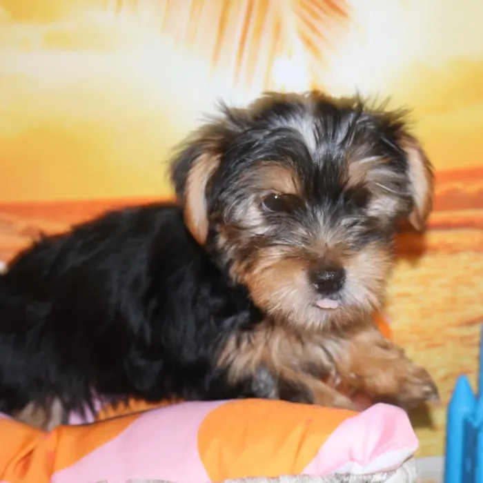 Male Yorkie Puppy for Sale in Monroeville, PA