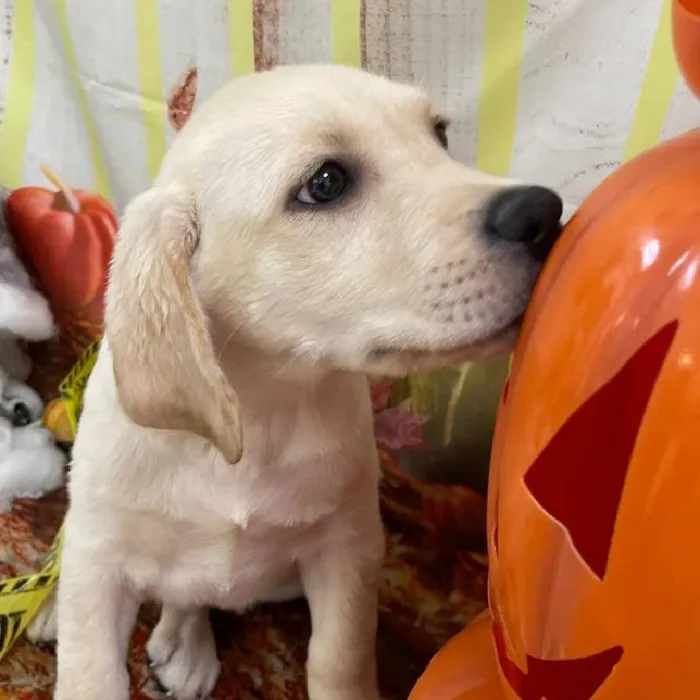 Male Labrador Retriever Puppy for Sale in Monroeville, PA