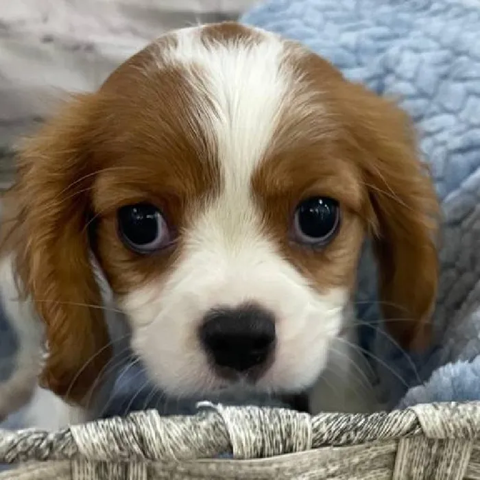 Male Cavalier King Charles Spaniel Puppy for Sale in Monroeville, PA