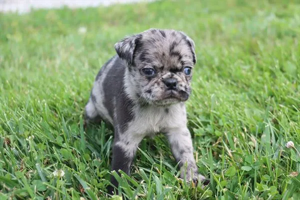 Female Pug puppy named Joyce for sale at Petland Monroeville.