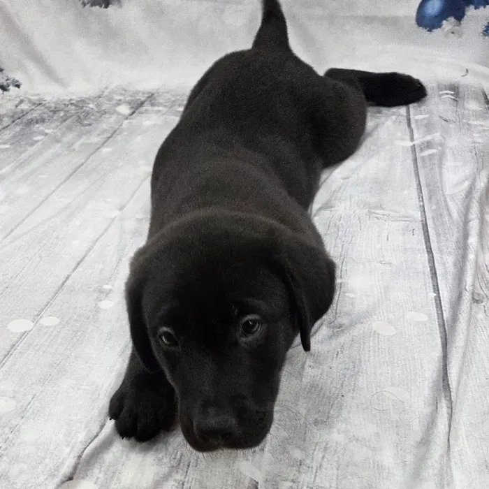 Male Labrador Retriever Puppy for Sale in Monroeville, PA